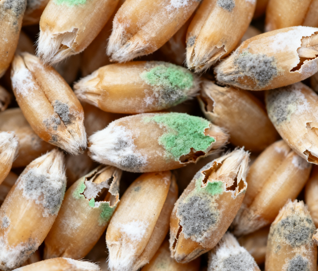 食品中黄曲霉毒素M1快速筛查：胶体金检测卡使用全解析